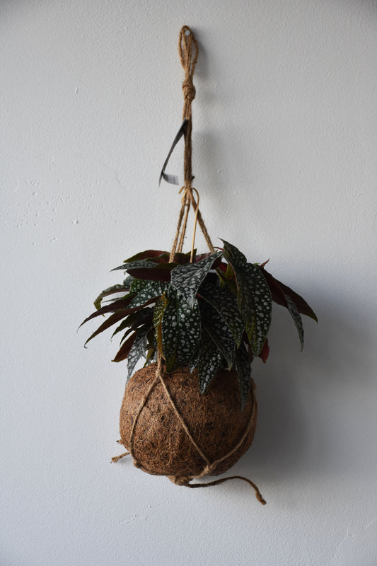 Kokodama Begonia Hot Spot Hanging Plant