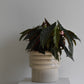 Begonia Hot Spot