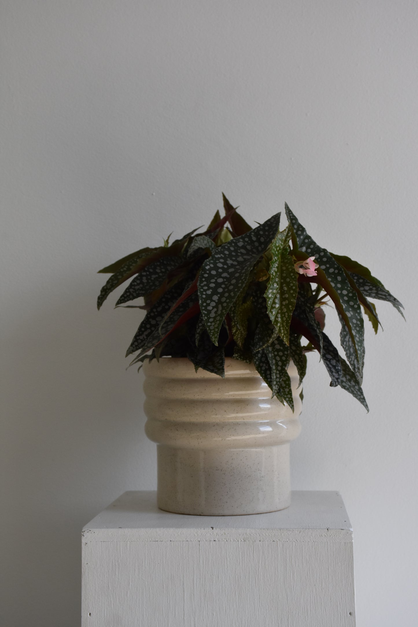 Begonia Hot Spot
