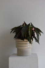 Load image into Gallery viewer, Begonia Hot Spot