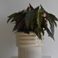 Begonia Hot Spot