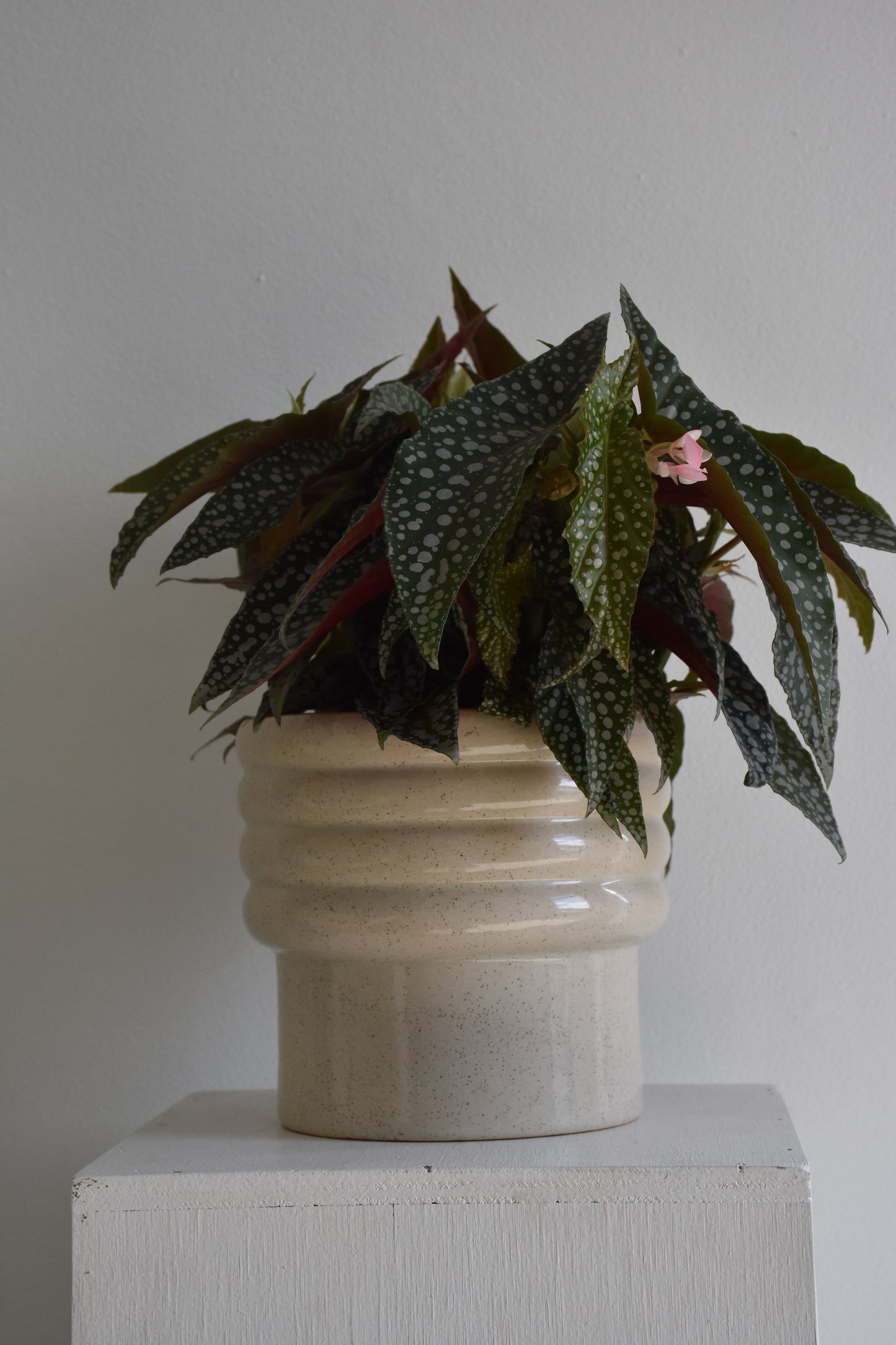 Begonia Hot Spot