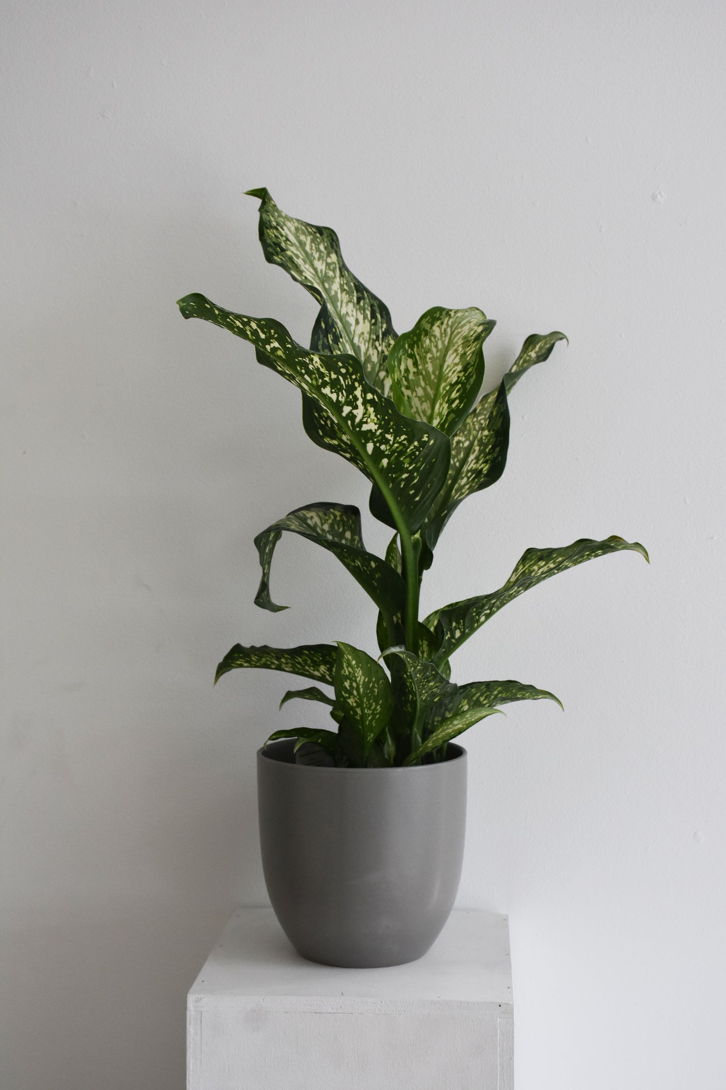 Dieffenbachia Amoena Tiki