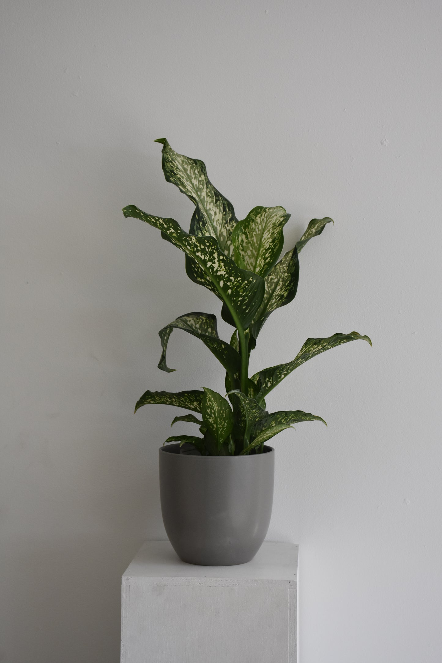 Dieffenbachia Amoena Tiki