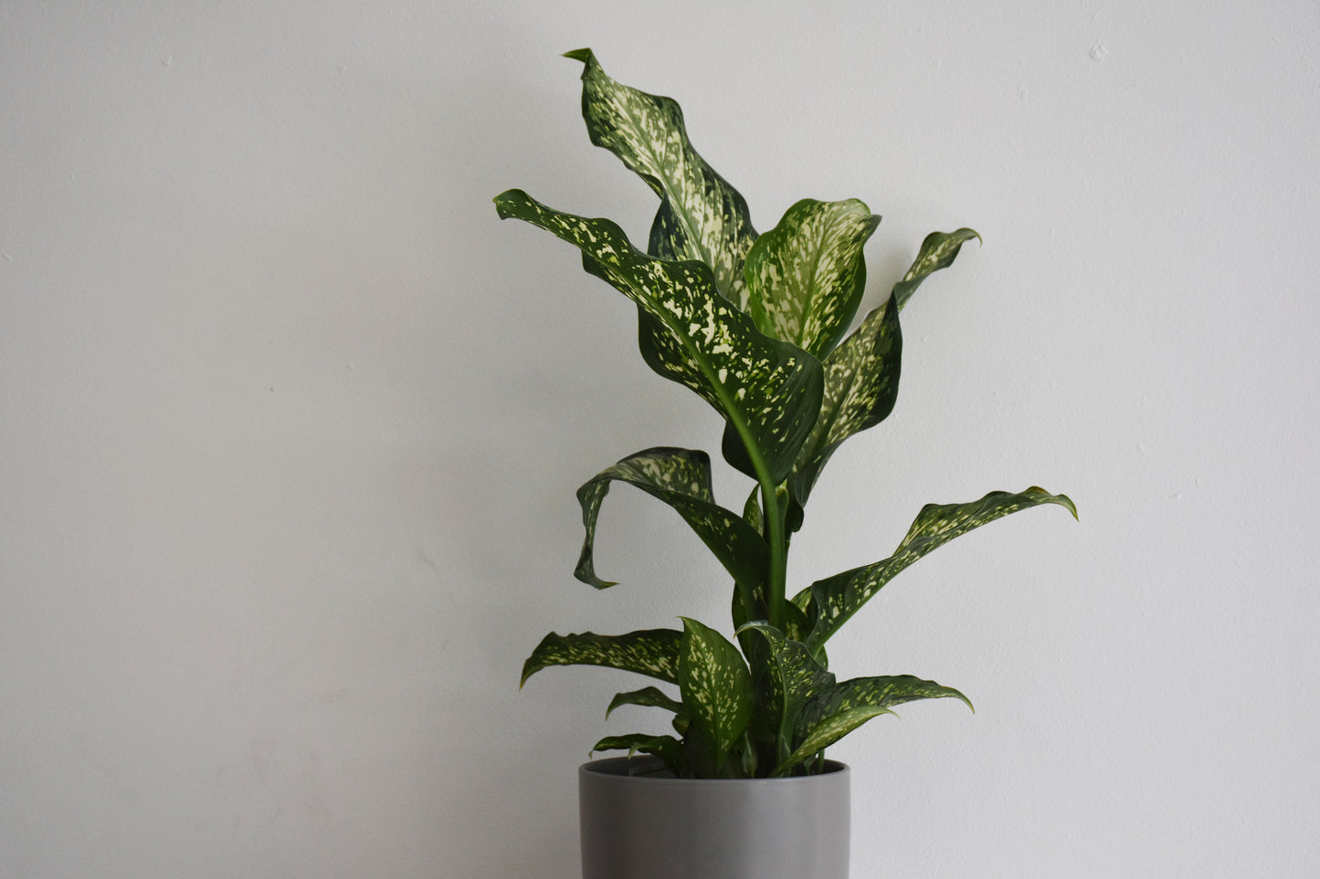 Dieffenbachia Amoena Tiki