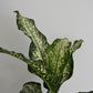 Dieffenbachia Amoena Tiki