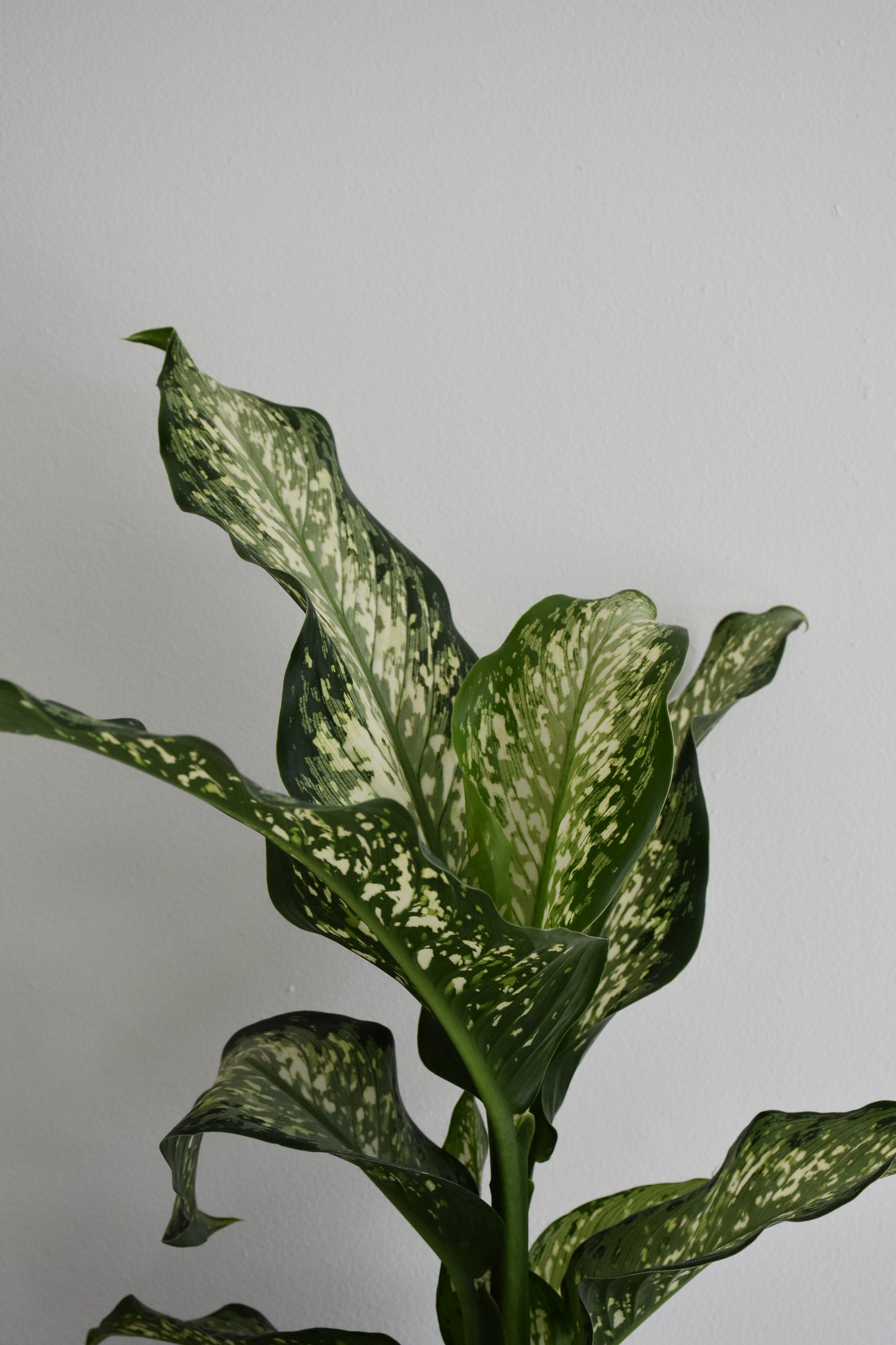 Dieffenbachia Amoena Tiki