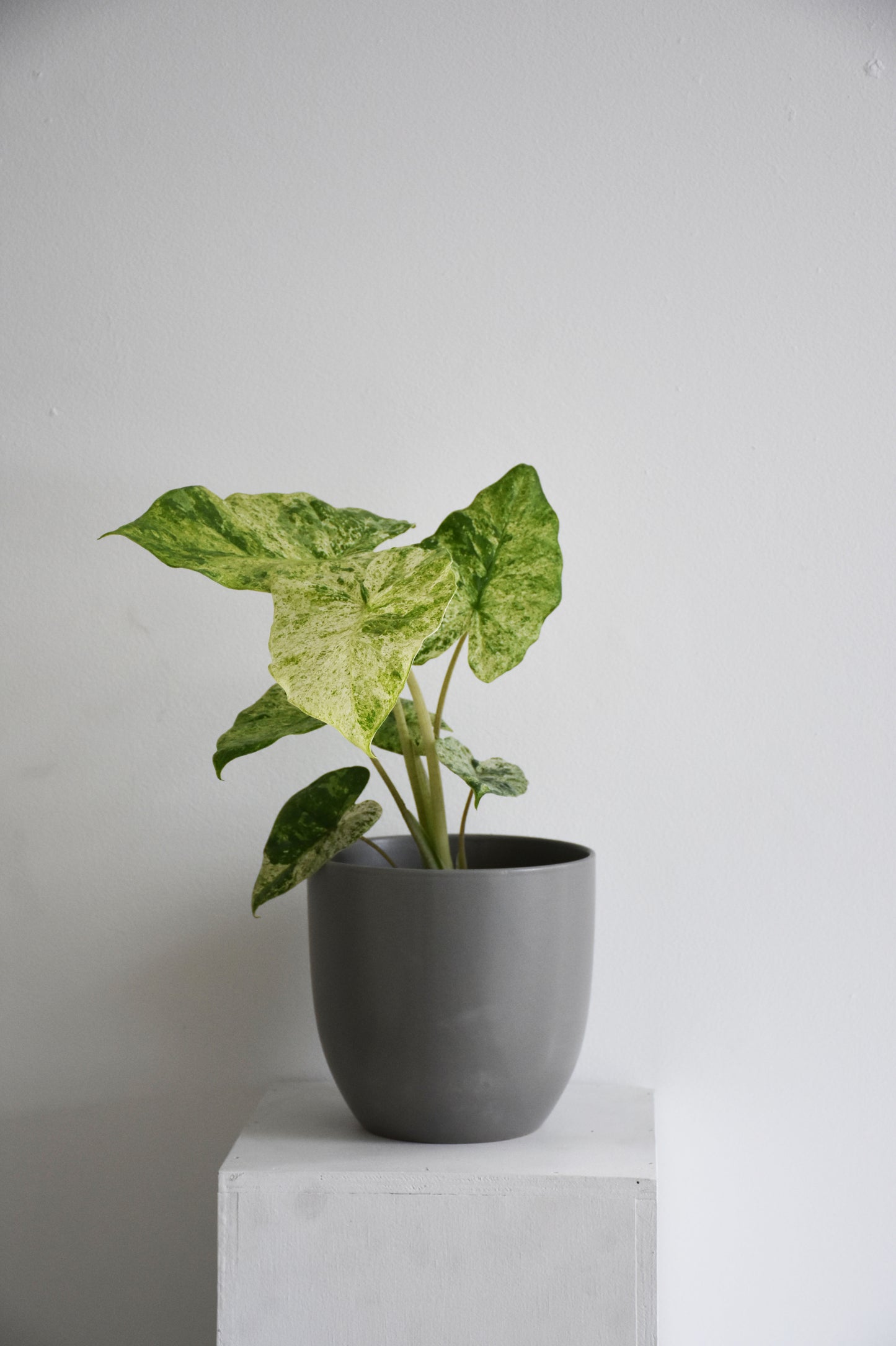 Alocasia Odora Variegated Batik