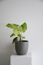 Load image into Gallery viewer, Alocasia Odora Variegated Batik