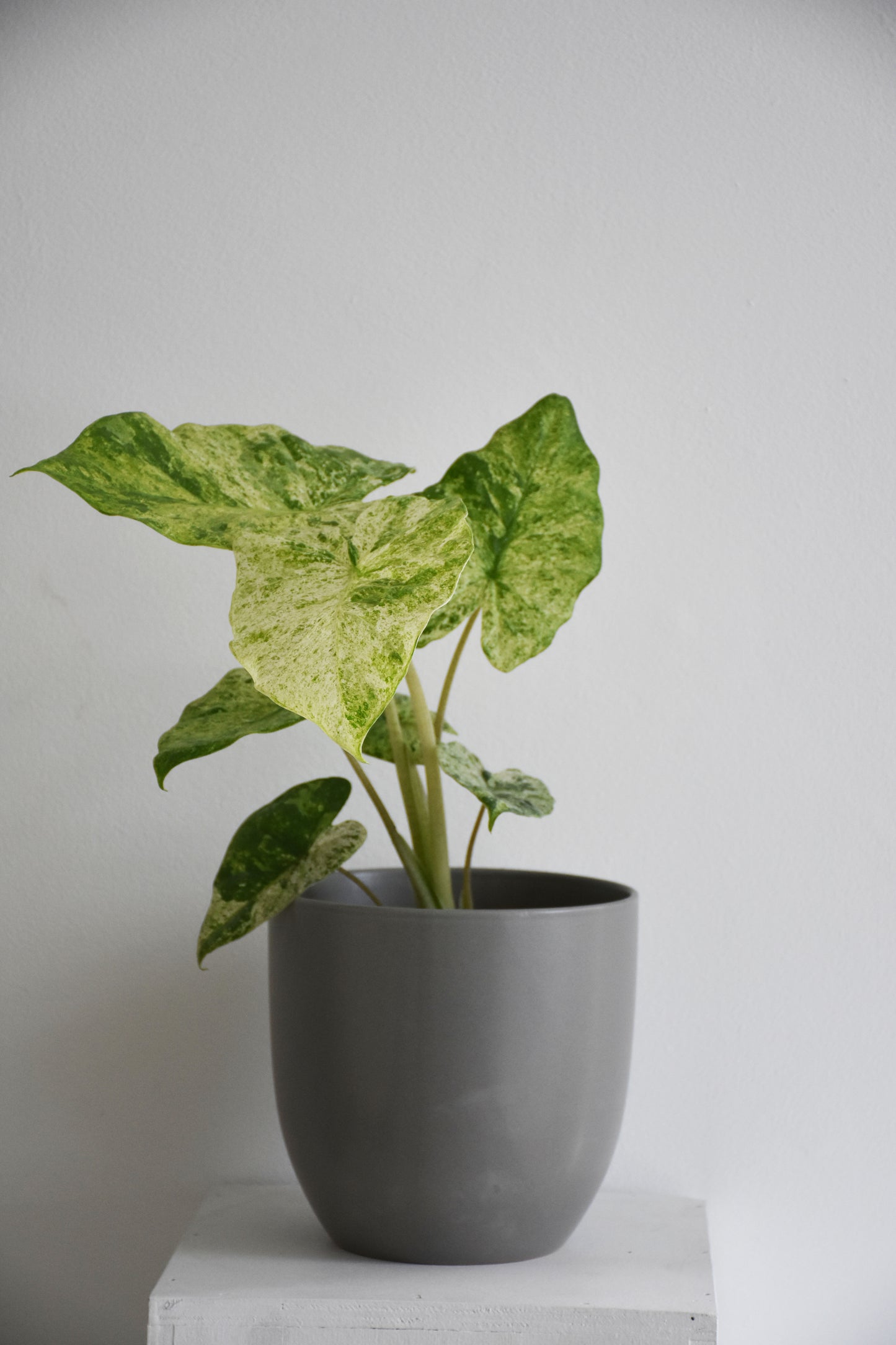 Alocasia Odora Variegated Batik