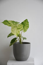 Load image into Gallery viewer, Alocasia Odora Variegated Batik