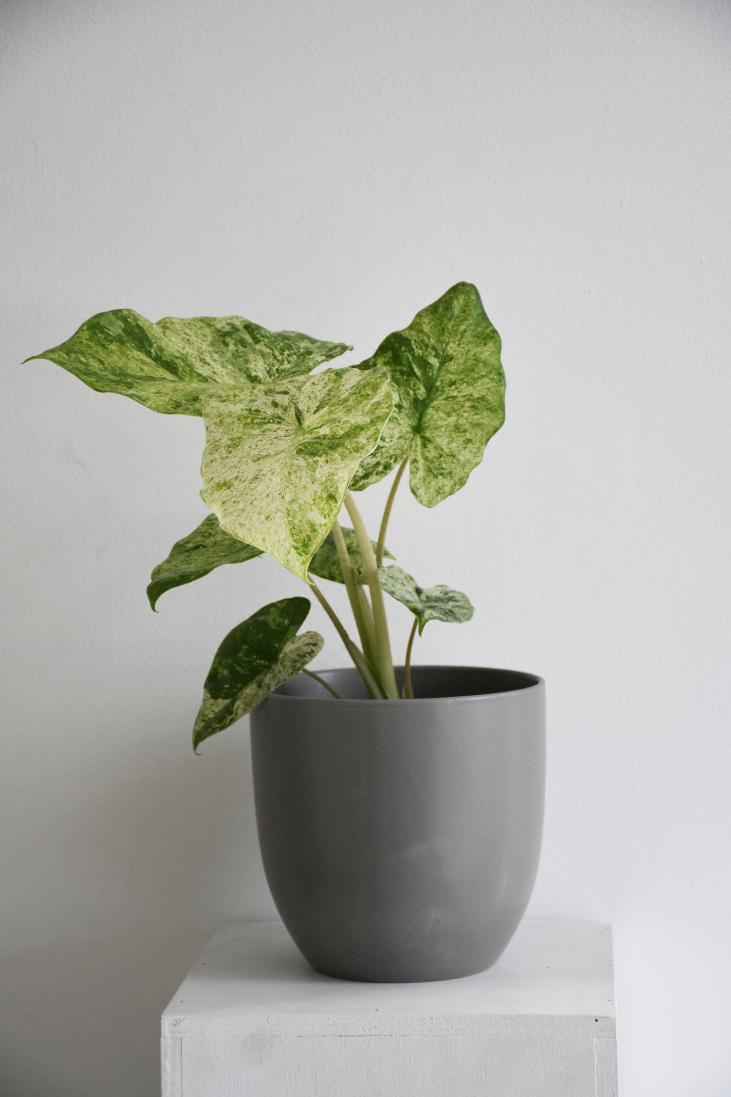 Alocasia Odora Variegated Batik