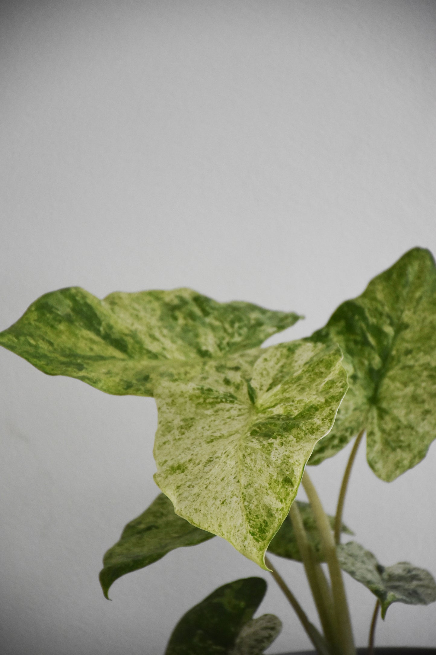 Alocasia Odora Variegated Batik