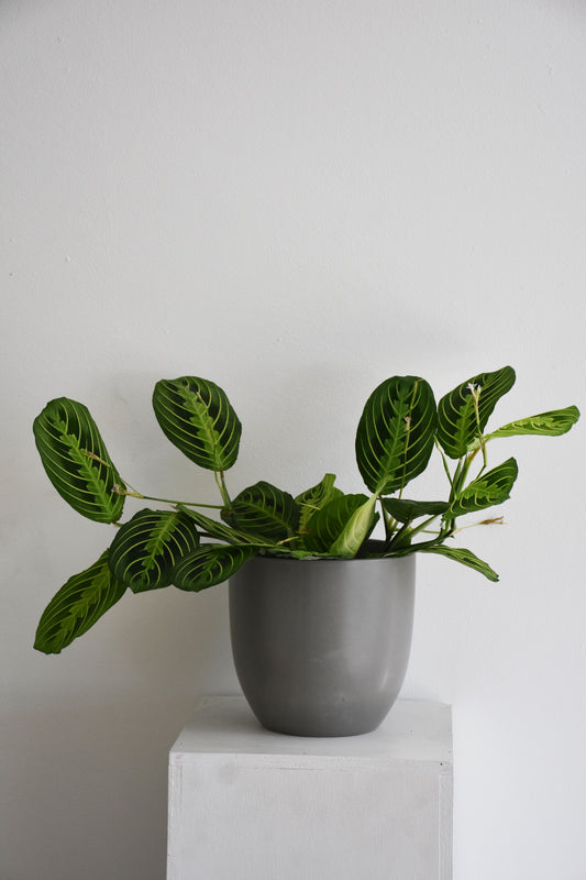 Maranta Leuconeura Lemon Lime