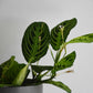 Maranta Leuconeura Lemon Lime