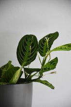 Load image into Gallery viewer, Maranta Leuconeura Lemon Lime