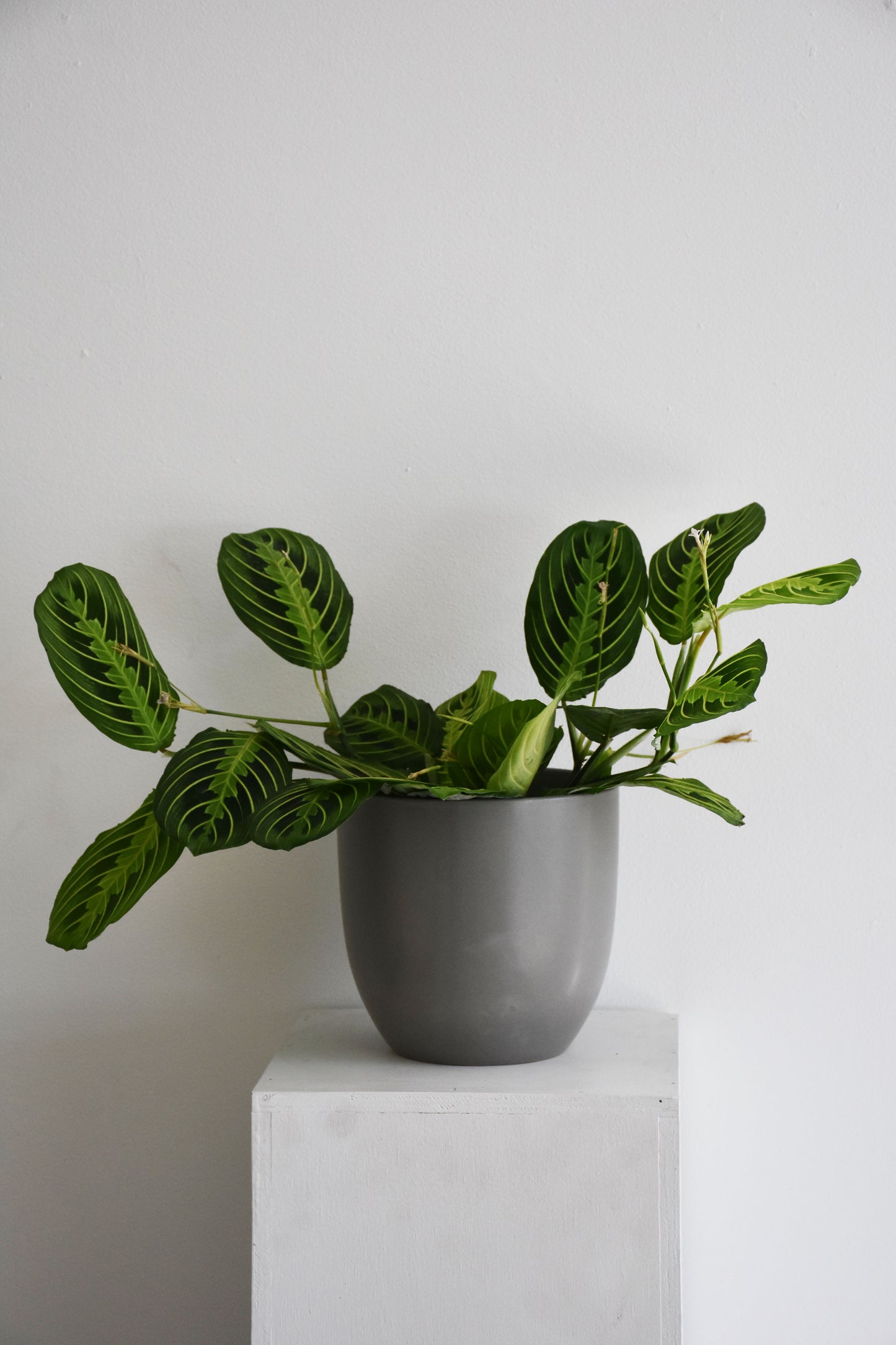 Maranta Leuconeura Lemon Lime