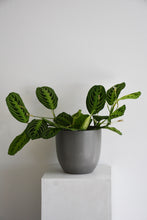 Load image into Gallery viewer, Maranta Leuconeura Lemon Lime