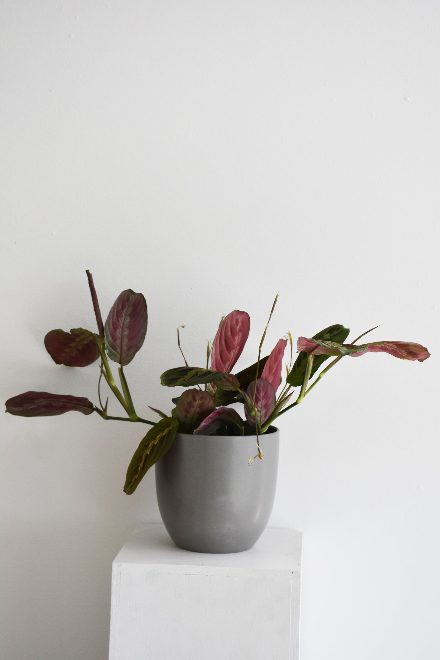 Maranta Erythroneura red stripe