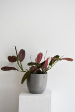 Load image into Gallery viewer, Maranta Erythroneura red stripe