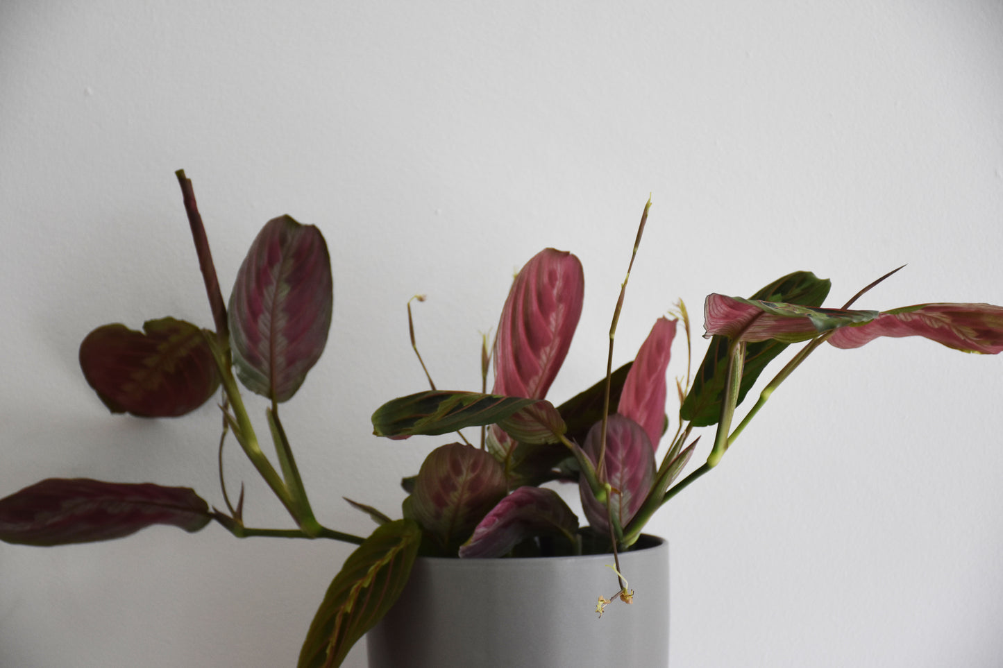 Maranta Erythroneura red stripe