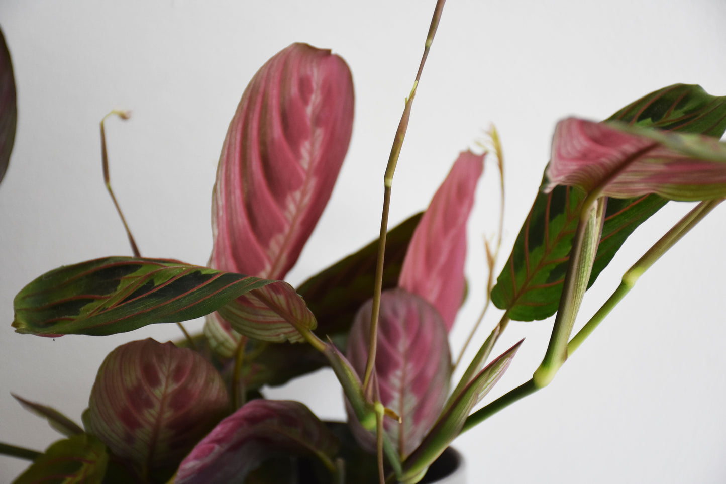 Maranta Erythroneura red stripe