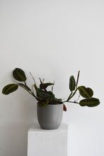 Load image into Gallery viewer, Maranta Erythroneura red stripe