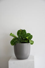 Load image into Gallery viewer, Maranta Leuconeura varigrated