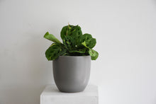 Load image into Gallery viewer, Maranta Leuconeura varigrated