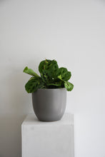 Load image into Gallery viewer, Maranta Leuconeura varigrated