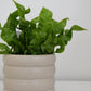 The Wavy Duo Plant & Pot