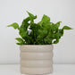The Wavy Duo Plant & Pot