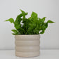 The Wavy Duo Plant & Pot