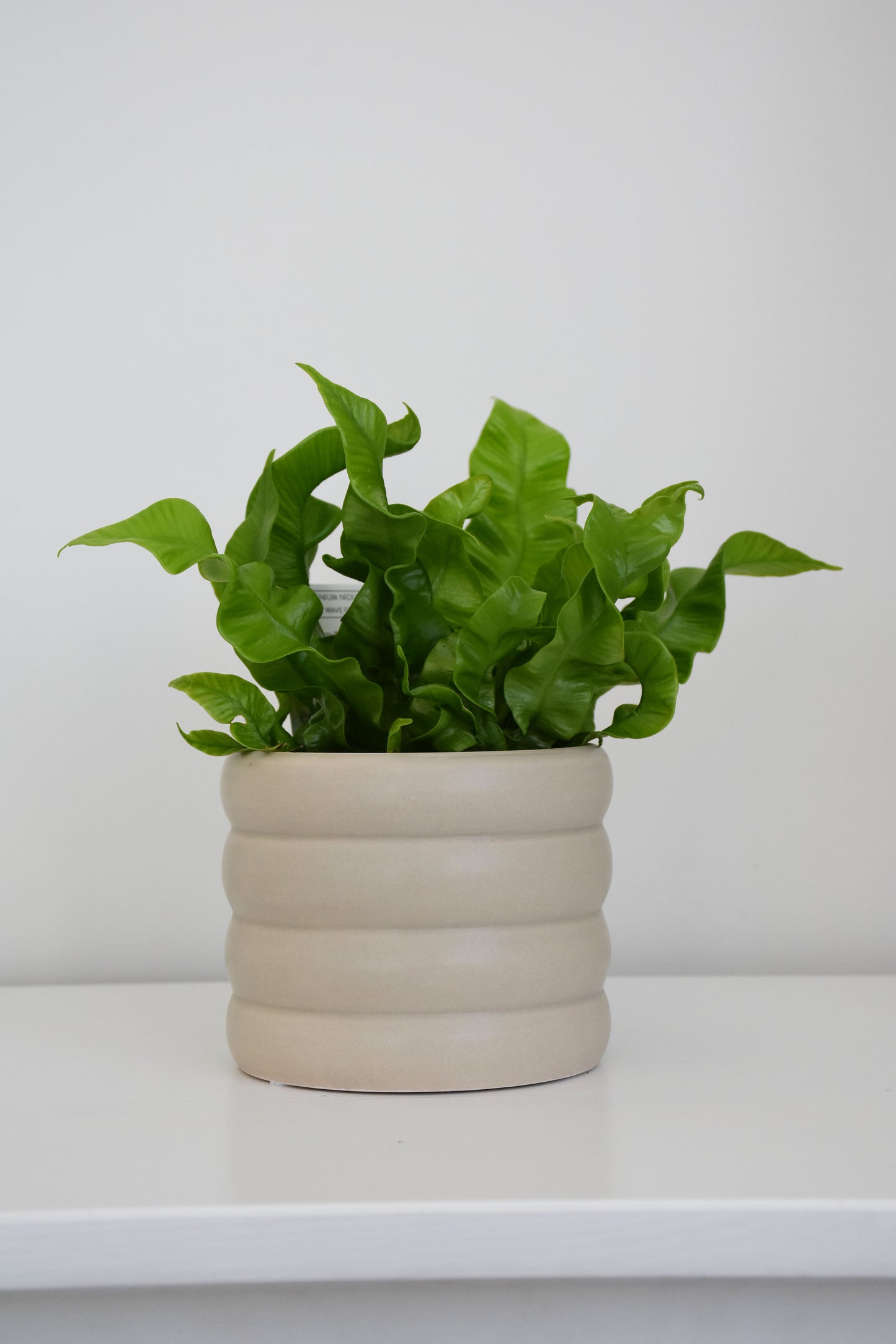The Wavy Duo Plant & Pot