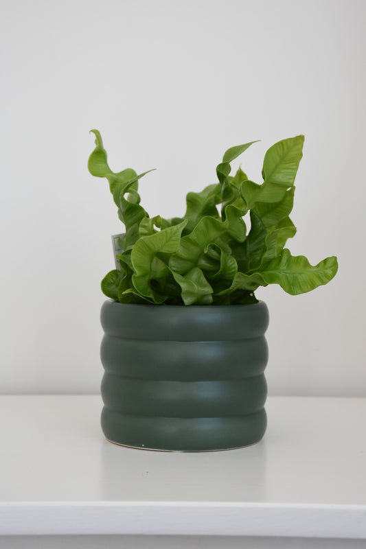 The Wavy Duo Plant & Pot