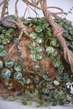 Load image into Gallery viewer, Kokodama String of Turtles