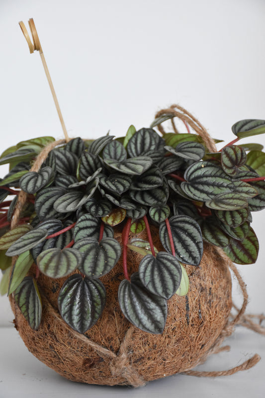 Kokodama in Peperomia Piccolo
