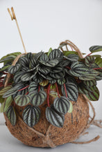 Load image into Gallery viewer, Kokodama in Peperomia Piccolo
