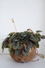 Load image into Gallery viewer, Kokodama in Peperomia Piccolo