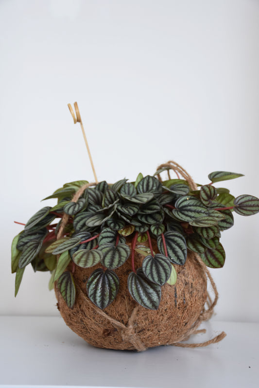 Kokodama in Peperomia Piccolo