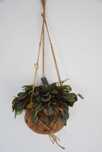 Load image into Gallery viewer, Kokodama in Peperomia Piccolo