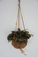 Load image into Gallery viewer, Kokodama in Peperomia Piccolo