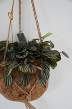 Load image into Gallery viewer, Kokodama in Peperomia Piccolo
