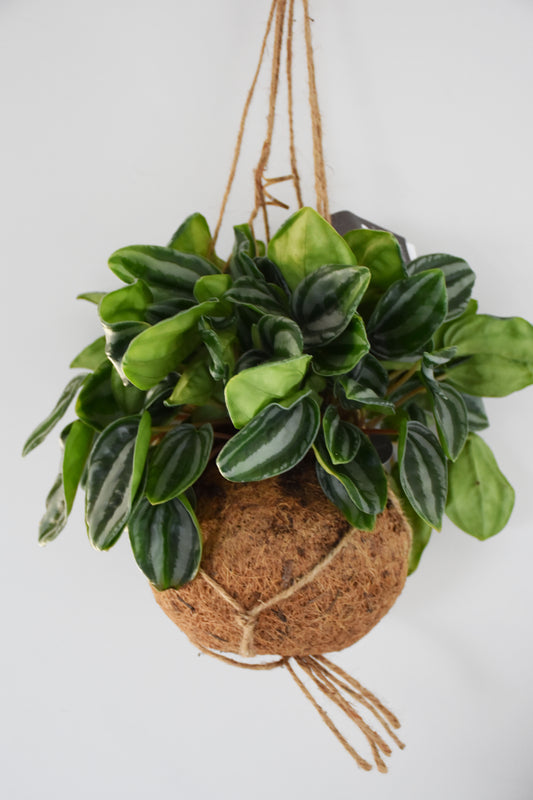 Kokodama Peperomia Watermelon