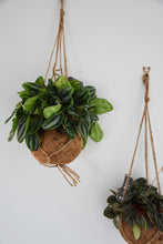 Load image into Gallery viewer, Kokodama Peperomia Watermelon