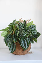 Load image into Gallery viewer, Kokodama Peperomia Watermelon