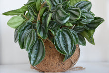 Load image into Gallery viewer, Kokodama Peperomia Watermelon