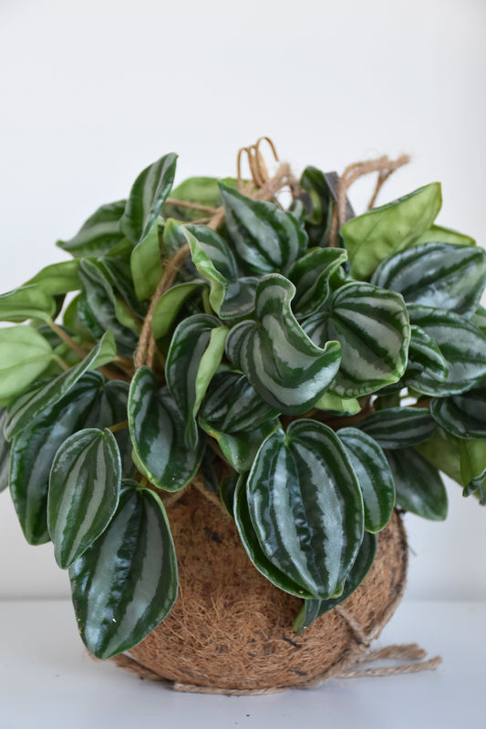 Kokodama Peperomia Watermelon
