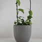 Monstera siltepecana on Arch