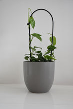 Load image into Gallery viewer, Monstera siltepecana on Arch
